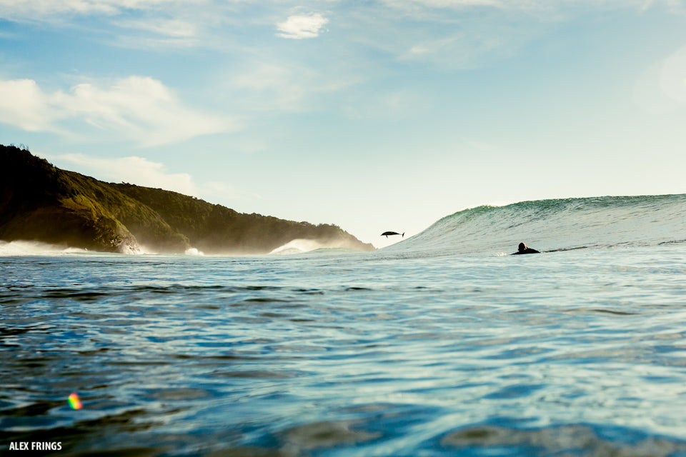 Dolphin Daze