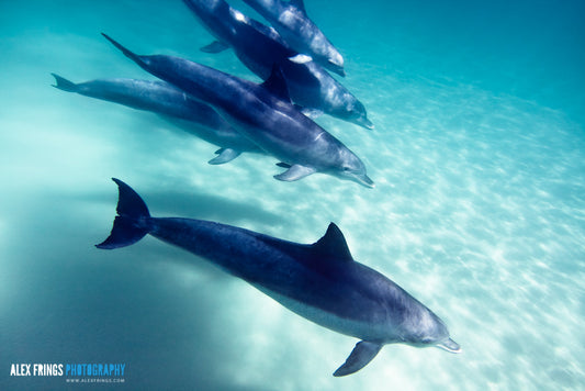 Dolphin Family playing at Tallow Beach